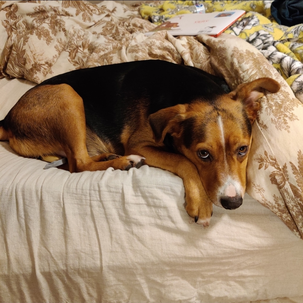 FUR BABIES NEED YOUR HELP! - Picture 7 of 16